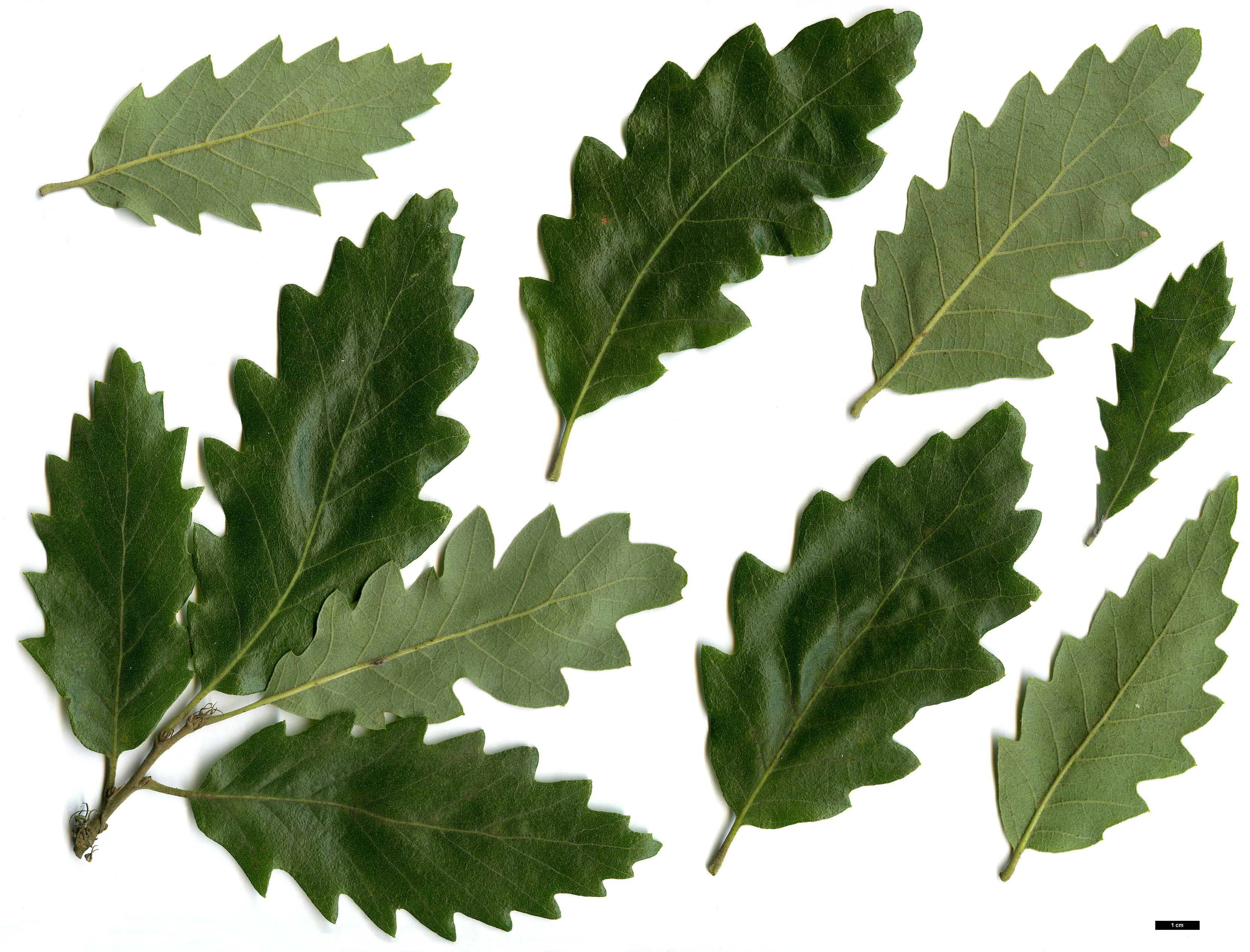 High resolution image: Family: Fagaceae - Genus: Quercus - Taxon: ×hispanica (Q.cerris × Q.suber)